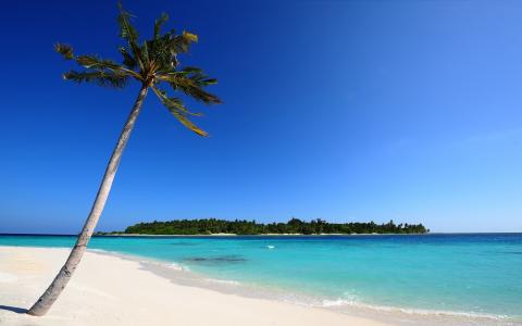 照片，热带，海滩，海洋，岛，美丽，棕榈树
