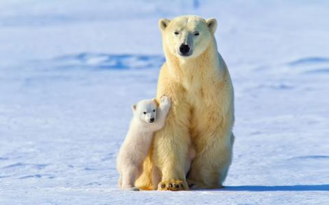熊，北极熊，冬天，雪，夫妇，照片，积极