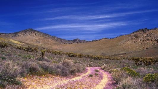 灰色的岩石，粉红色的路径，干燥的灌木丛