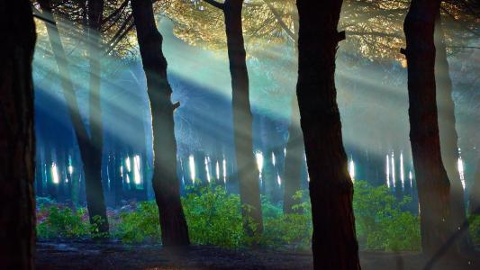 性质，森林，树木，树干，光线，光