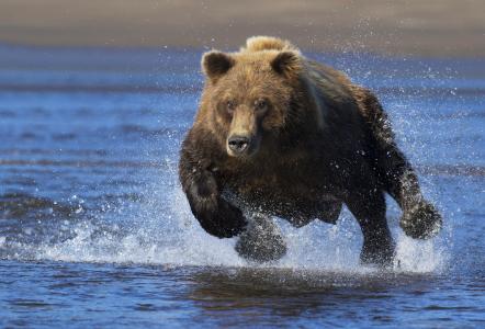 熊，棕熊，狩猎，速度，性质