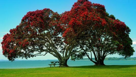 新西兰，树，树，绿党，草，表，长凳，天空，岸，水，美丽