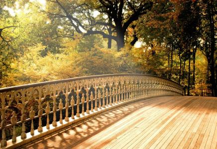 桥，树，秋天