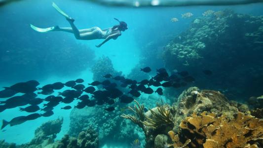 潜水，珊瑚，海底世界，鱼类
