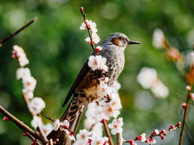世界鸟，一只鸟，春天，分支机构，樱桃，开花，散景