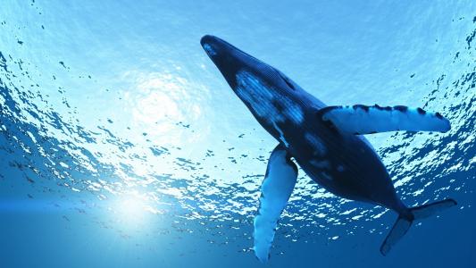 鲸鱼，海底世界