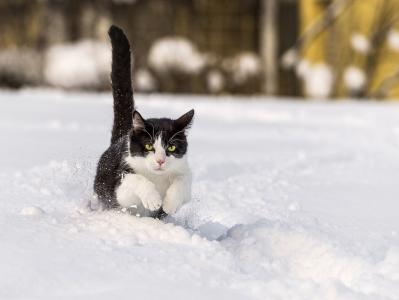 猫，雪，美容，冬天