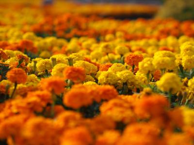万寿菊，花床，鲜花，宏，黄色，橙色