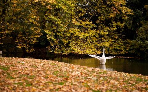 秋天，树木，黄叶，池塘上的天鹅