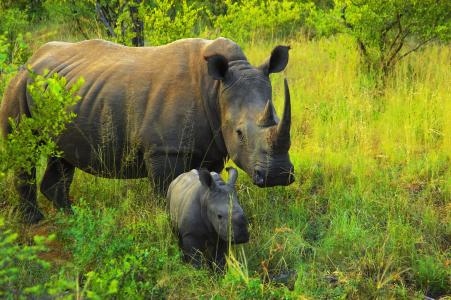 非洲，非洲动物，犀牛，犀牛，自然的照片，母亲和孩子