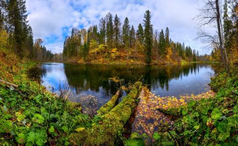 秋天，岸边，湖泊，森林，叶子，杯子，自然保护区，氡气来源，拉什科夫Fedor