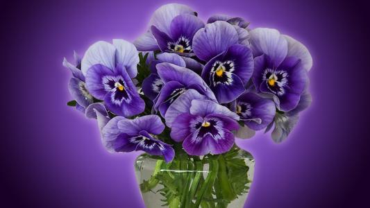 三色堇，花瓶，水，花束，紫色背景