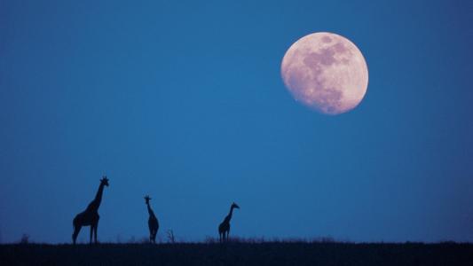 jirafa，月亮，夜，天空，savanah