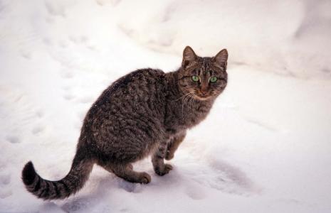猫，冬天，雪