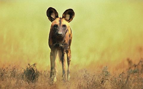 鬣狗，圆耳朵，斑点的颜色