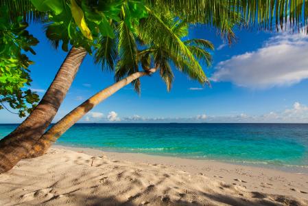 夏天，沙滩，海，岸，天堂，热带，沙，棕榈树，海，海滩，沙滩，沙子，棕榈树