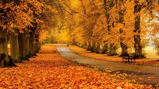 路边的秋季美景