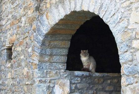 猫，在城堡里