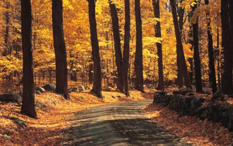 树叶，沿路，秋天转，黄色的树木