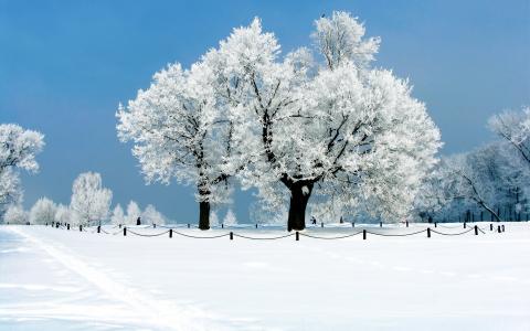 冬天，树木，雪，白霜，性质