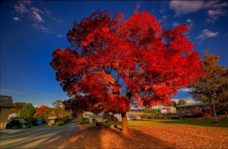 秋天，院子里，房子，美丽的树，景观