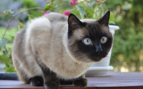 猫，暹罗，眼睛，蓝色，看，惊吓，冥想