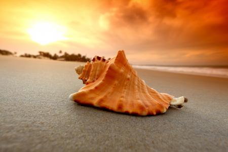 外壳，海滩，拉面，宏，照片，沙，海洋，天空，日落，太阳，美丽，棕榈树，Rapana