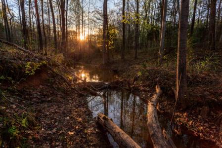 森林河流，树木，黎明，照片，列昂尼德·迪亚琴科