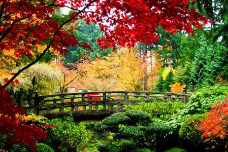 叶子，秋天，桥梁，树木