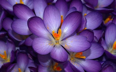 番红花，紫色，鲜花