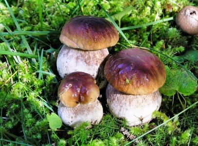 蘑菇，草，秋天的猎物