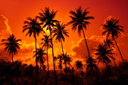 夏天，棕榈树，性质