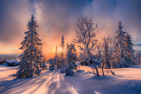 冬天，树，雪，照片，Jorn Allan Pedersen，日落，家