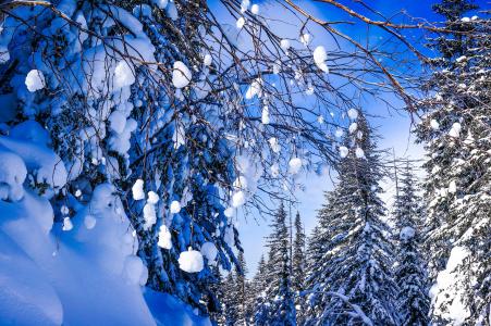 性质，冬天，雪，树，冷杉，云杉，分支机构