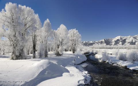 树，冬天，性质，河，白霜，雪
