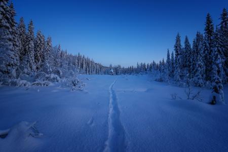 冬天，雪，森林，清除，路径