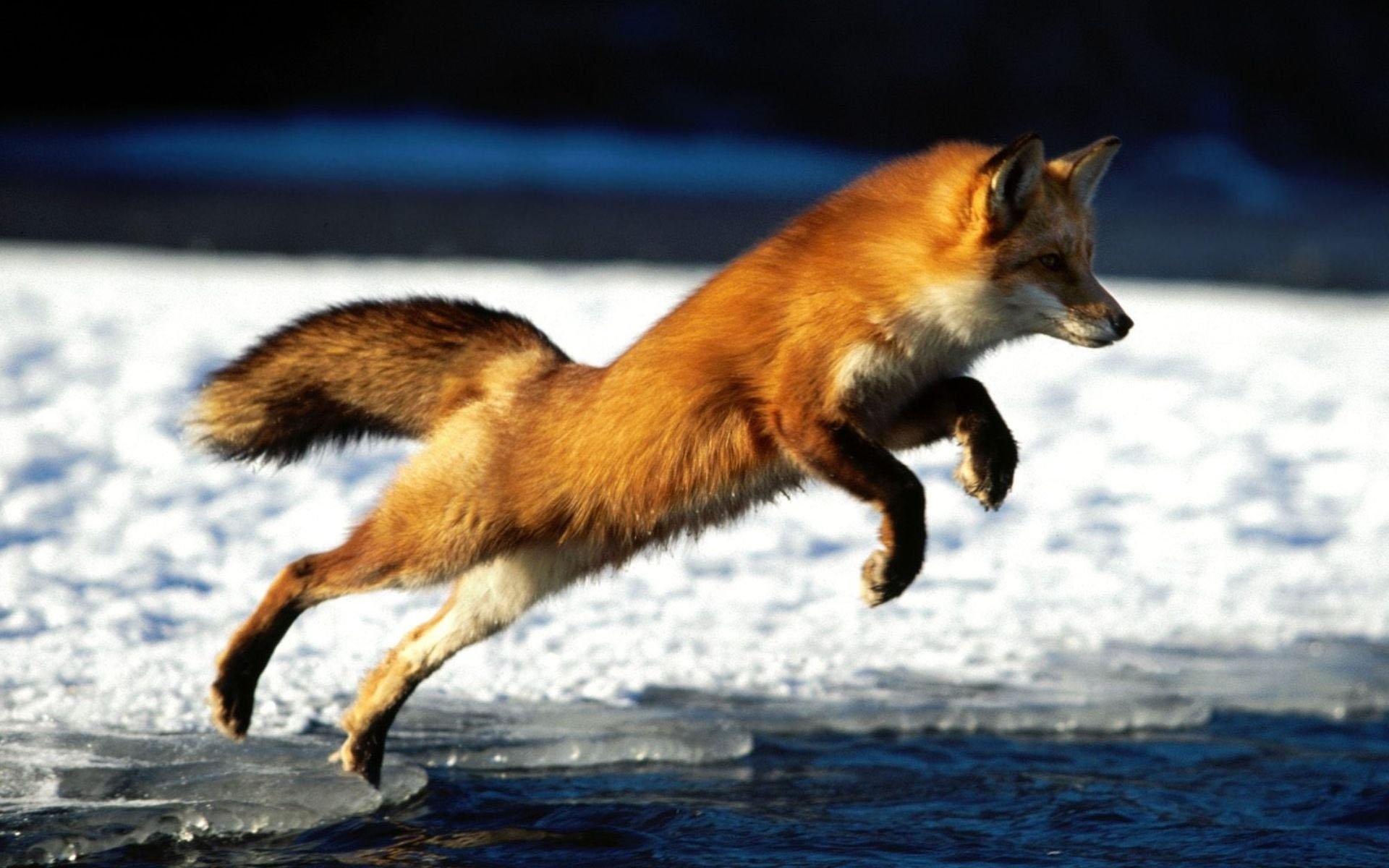 狐狸,号角,飞行,捕食者,冰,冬天,水