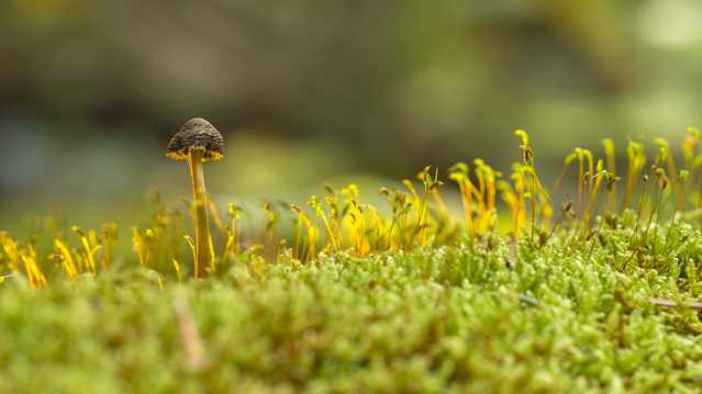 小清爽草蘑菇图片