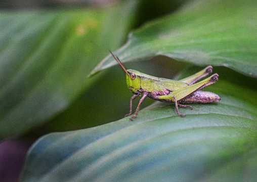 绿色蝗虫昆虫图片