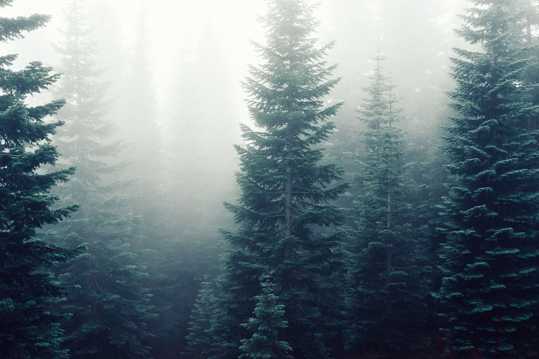 迷雾丛林高清图片