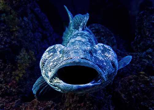 深海蓝色大嘴鱼