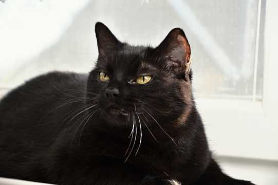 冷酷黑色小猫图片