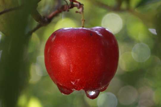 枝头红苹果特写图片