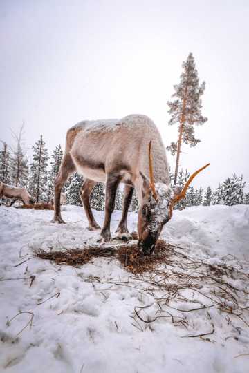 冬日驯鹿素材图片