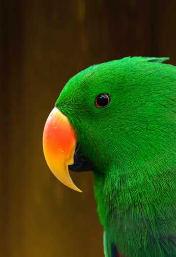绿色羽毛的鹦鹉图片