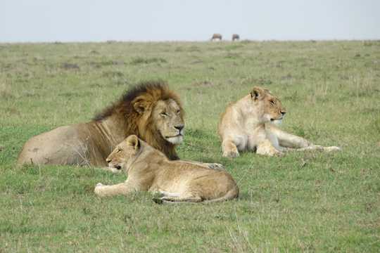 肯尼亚草场狮子图片