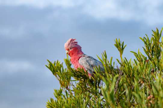 可人的粉红凤头鹦鹉图片