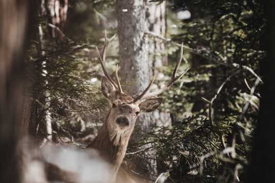 树林里的鹿图片