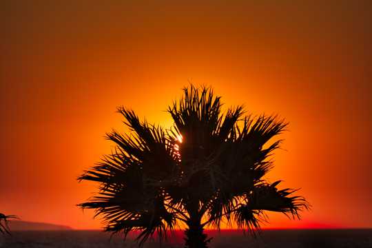 海上斜阳棕榈树剪影图片