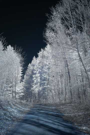 冬日丛林雾凇景象图片